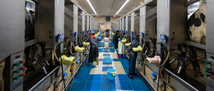 ミルキングパーラー