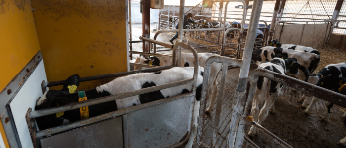 哺乳ロボット牛舎