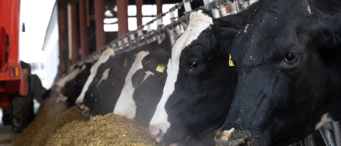 フリーストール牛舎