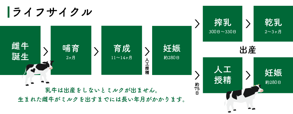 ライフサイクル